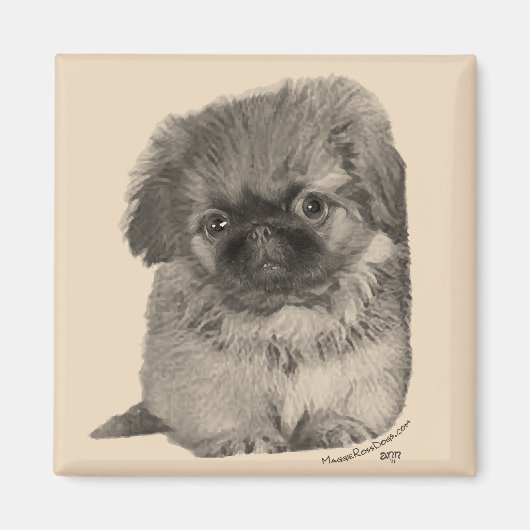 Pekingese-Welpe Magnet (Vorne)