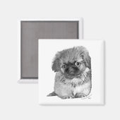 Pekingese-Welpe Magnet (Vorderseite/Rückseite)