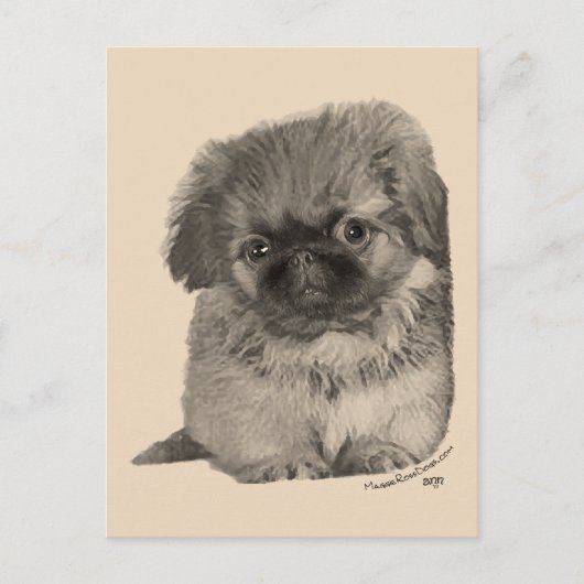 Pekingese-Welpe Postkarte (Vorderseite)