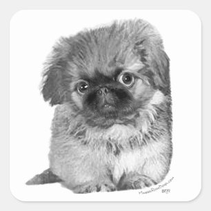 Pekingese-Welpe Quadratischer Aufkleber