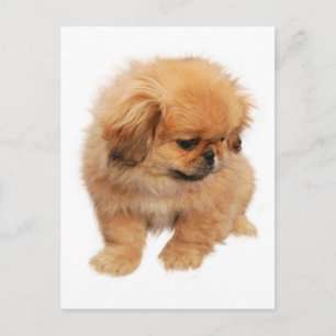 Pekingese-Welpen-Hund-Postkarte Postkarte