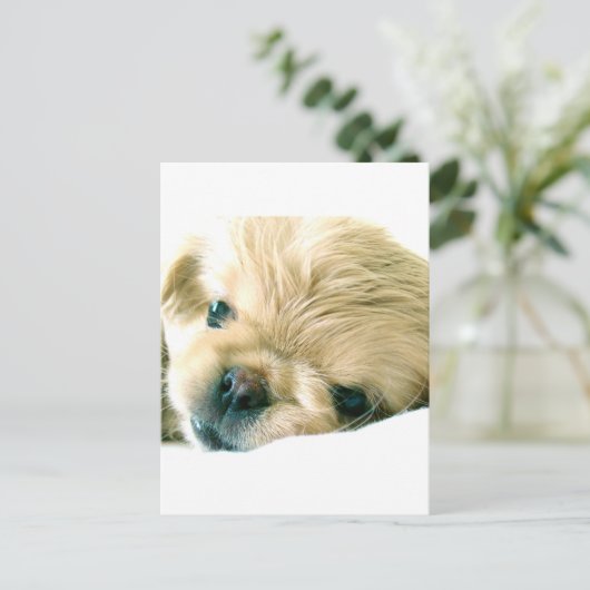 Pekingese Welpen Postkarte (Stehend Vorderseite)