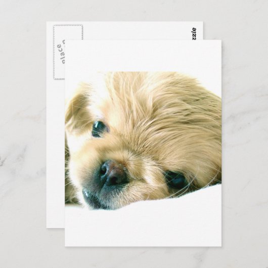 Pekingese Welpen Postkarte (Vorne/Hinten)