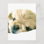 Pekingese Welpen Postkarte (Vorderseite)