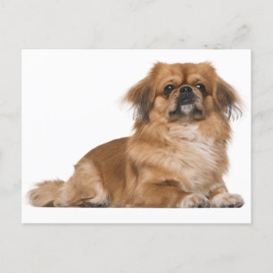 Pekingese Welpendokarte Postkarte