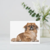 Pekingese Welpendokarte Postkarte (Stehend Vorderseite)