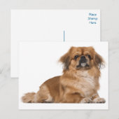 Pekingese Welpendokarte Postkarte (Vorne/Hinten)