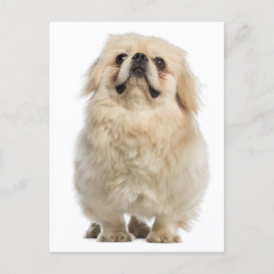 Pekingese Welpendokarte Postkarte