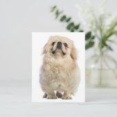 Pekingese Welpendokarte Postkarte (Stehend Vorderseite)