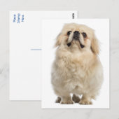 Pekingese Welpendokarte Postkarte (Vorne/Hinten)