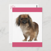 Pekingese Welpendokarte Postkarte (Vorne/Hinten)