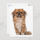 Pekingese Welpendokarte Postkarte (Vorne/Hinten)