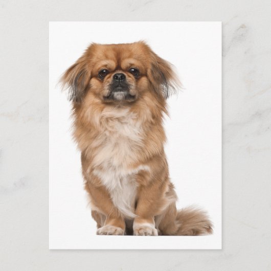 Pekingese Welpendokarte Postkarte (Vorderseite)