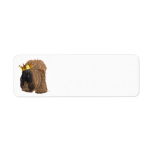 Pekingeser Fröhliche Gedanken