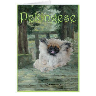 Pekingeser Hund Orientalisches Tor