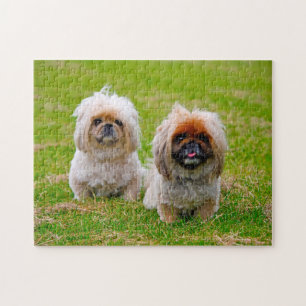 Pekingeser Hund. Puzzle
