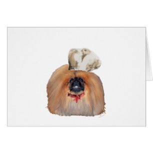 Pekingeser Koch - männlich
