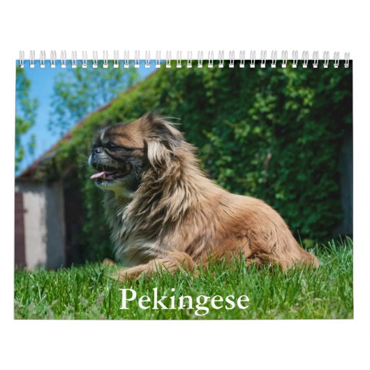 Pekingeskalender Kalender (Titelbild)