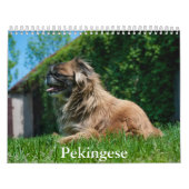 Pekingeskalender Kalender (Titelbild)