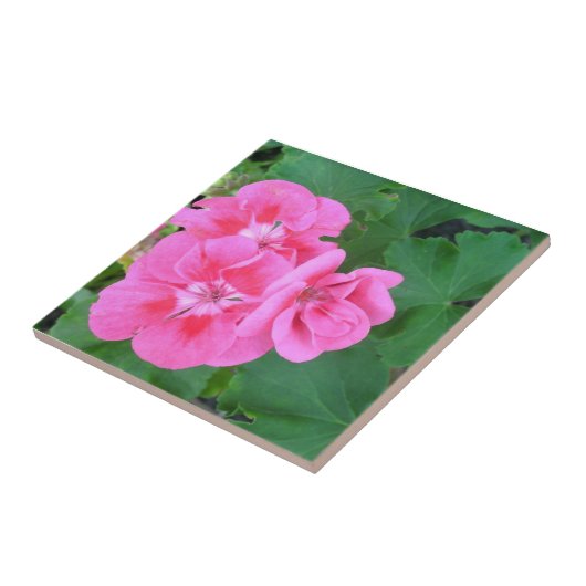 Pelargonie Fliese (Seite)