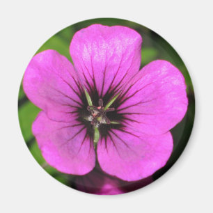 Pelargonie-Magnet Magnet