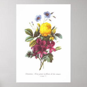 Pelargonie, Rose und Flachs Poster