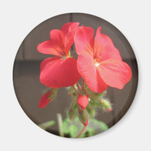 Pelargonie-Rot Magnet