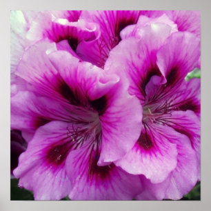 Pelargonie-Sorgfalt-Plakat Poster