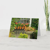 Pelargonie-Topf-Gruß-Karte