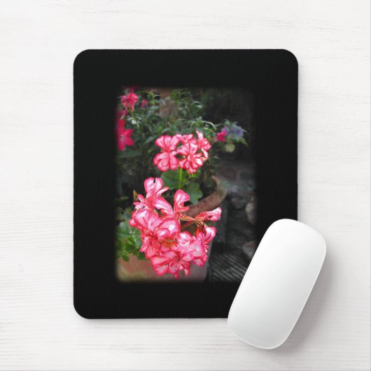 Pelargonien. Pelargonieblumen Mousepad (Mit Mouse)