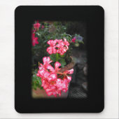 Pelargonien. Pelargonieblumen Mousepad (Vorne)