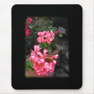 Pelargonien. Pelargonieblumen Mousepad