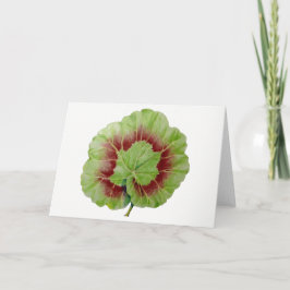 Pelargonium 'Geranium Leaf' Grußkarte Karte