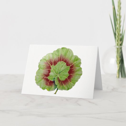 Pelargonium 'Geranium Leaf' Grußkarte Karte (Vorderseite)