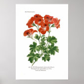 Pelargonium grandiflorum poster (Vorne)