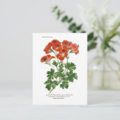 Pelargonium grandiflorum postkarte (Stehend Vorderseite)