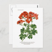 Pelargonium grandiflorum postkarte (Vorne/Hinten)
