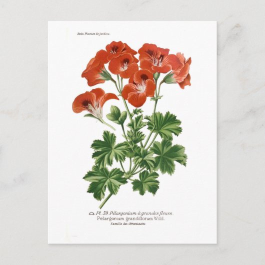 Pelargonium grandiflorum postkarte (Vorderseite)