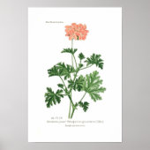 Pelargonium graveolens poster (Vorne)
