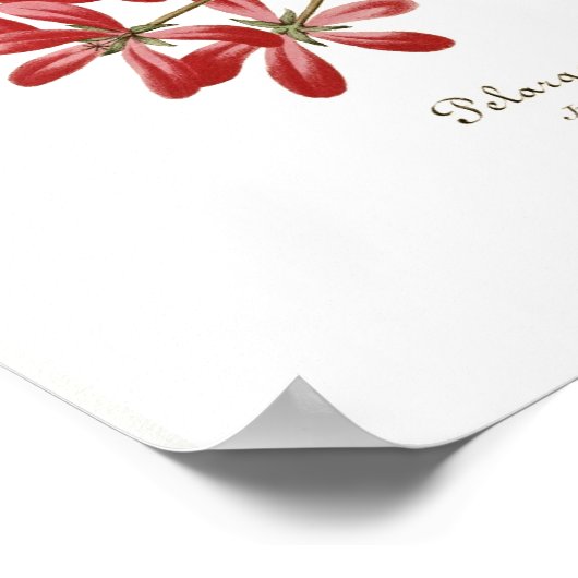 Pelargonium hederaefolium poster (Ecke)