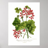 Pelargonium hederaefolium poster (Vorne)