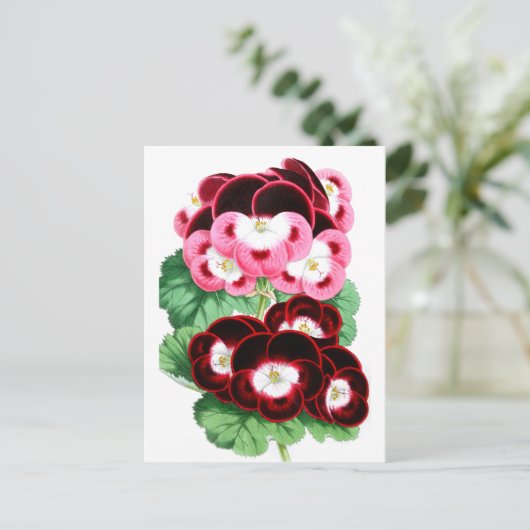 Pelargonium Postkarte (Stehend Vorderseite)