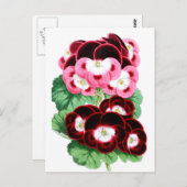 Pelargonium Postkarte (Vorne/Hinten)