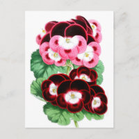 Pelargonium