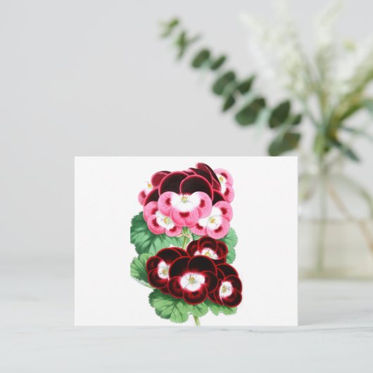 Pelargonium Postkarte (Stehend Vorderseite)