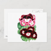 Pelargonium Postkarte (Vorne/Hinten)