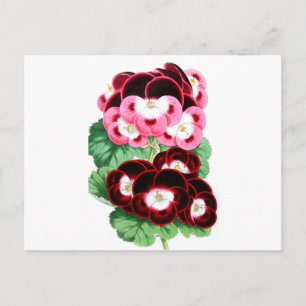 Pelargonium Postkarte
