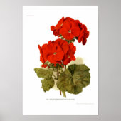 Pelargonium 'Seine Majestät' Poster (Vorne)