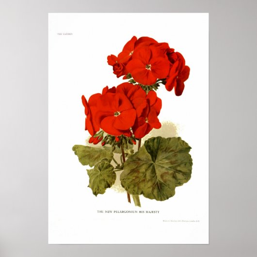 Pelargonium 'Seine Majestät' Poster (Vorne)