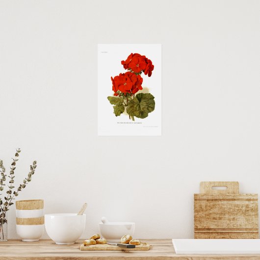 Pelargonium 'Seine Majestät' Poster (Küche)